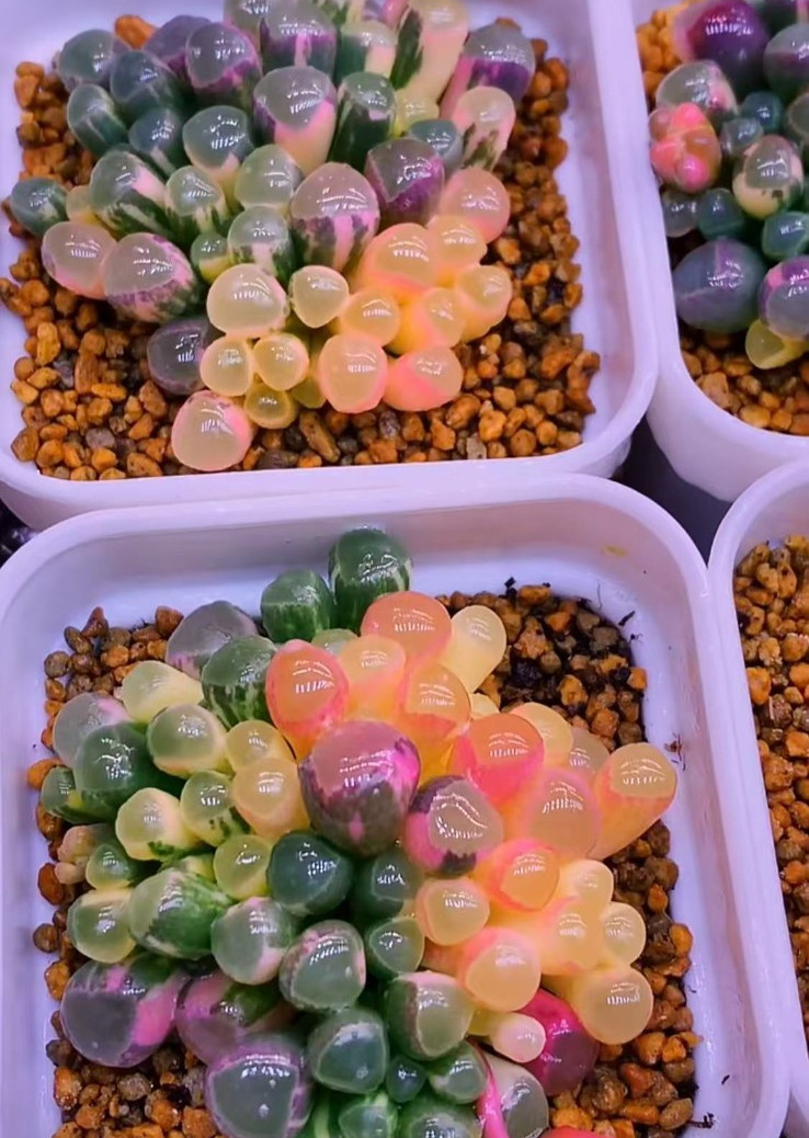 50 Lithops Seeds – Living Stone Succulent – Rare Colorful Varieties