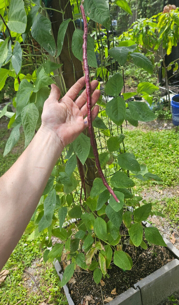 Oriental Red Noodle Bean / Red Yardlong Seeds (25) / ORGANIC / FLORIDA GROWN