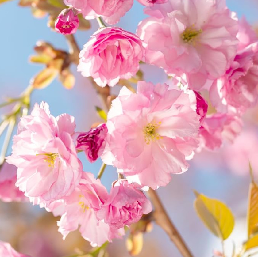Kwanzan Japanese Cherry Tree, Live Plant, 2.5″ Pot, 6–12″ Tall, No Ship AK,HI,PR