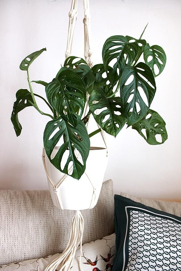 American Plant Exchange Monstera Adansonii – Live 4-Inch Pot Swiss Cheese Vine P
