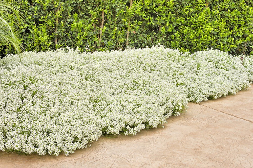 1501+TALL SWEET ALYSSUM Flower Seeds Drought Heat Groundcover Container Easy