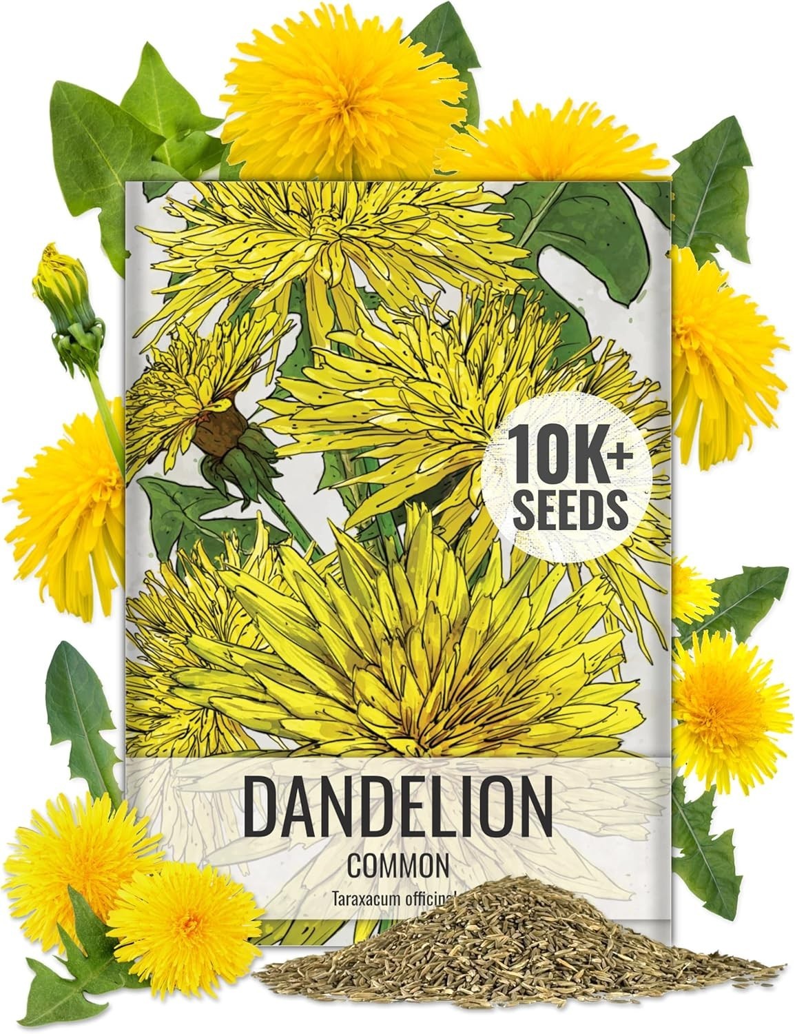 Common Dandelion Herb 10,000+ Seeds for Planting Non-GMO Heirloom & Untreated