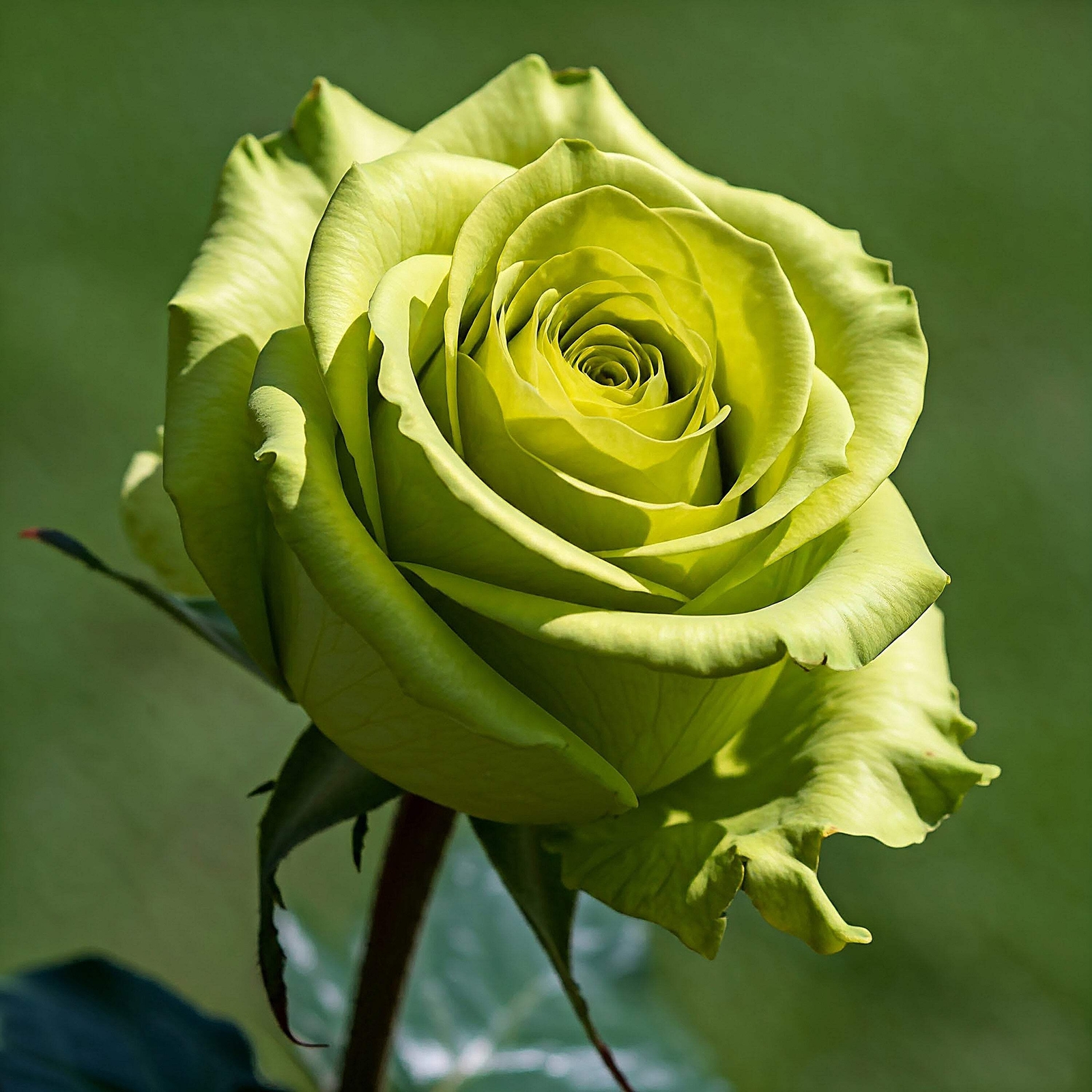 5 GREEN ROSE Rosa Bush Shrub Perennial Flower Seeds *Flat S/H