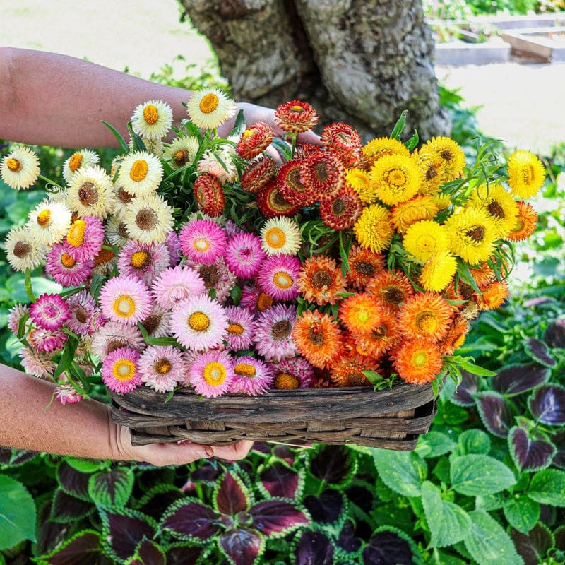 300 DWARF STRAWFLOWER FLOWER MIX SEEDS ~ 2026 ~ heirloomseedguy ~ USA
