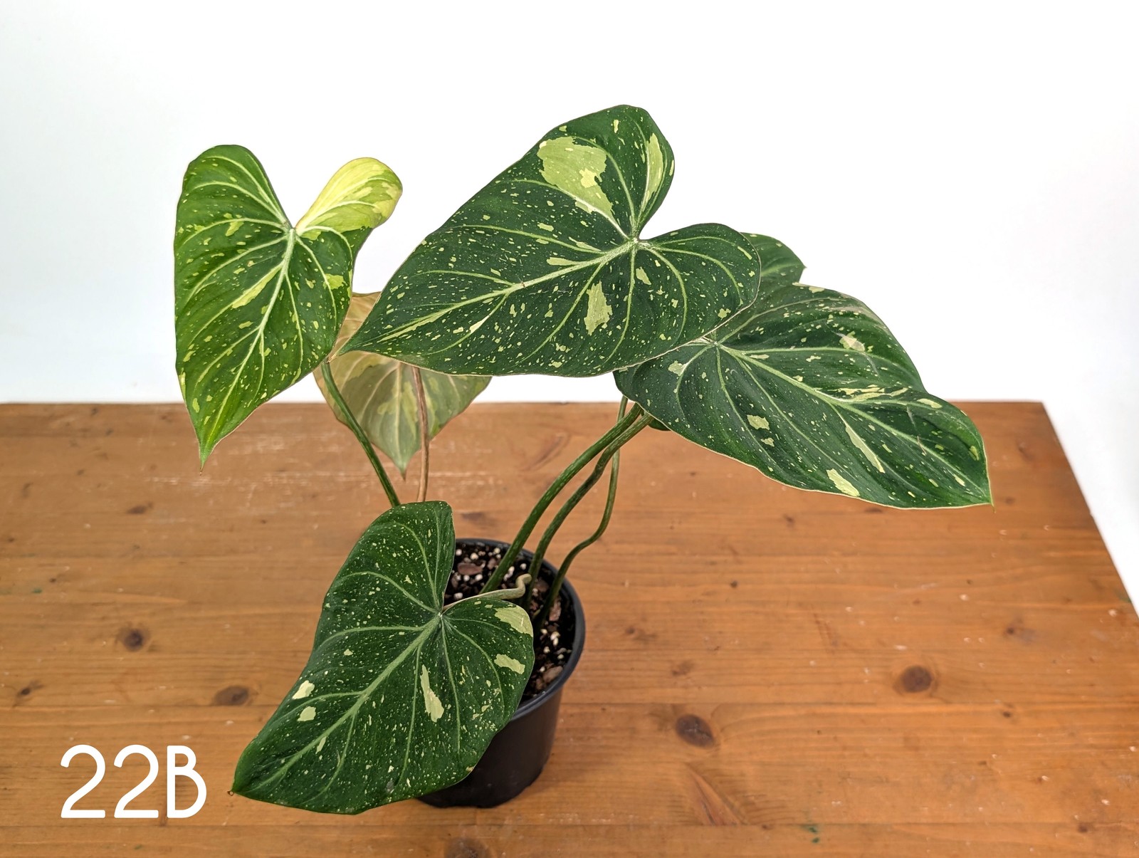 Philodendron Gloriosum Variegated – Multiple Exact Plants 6″ Pots