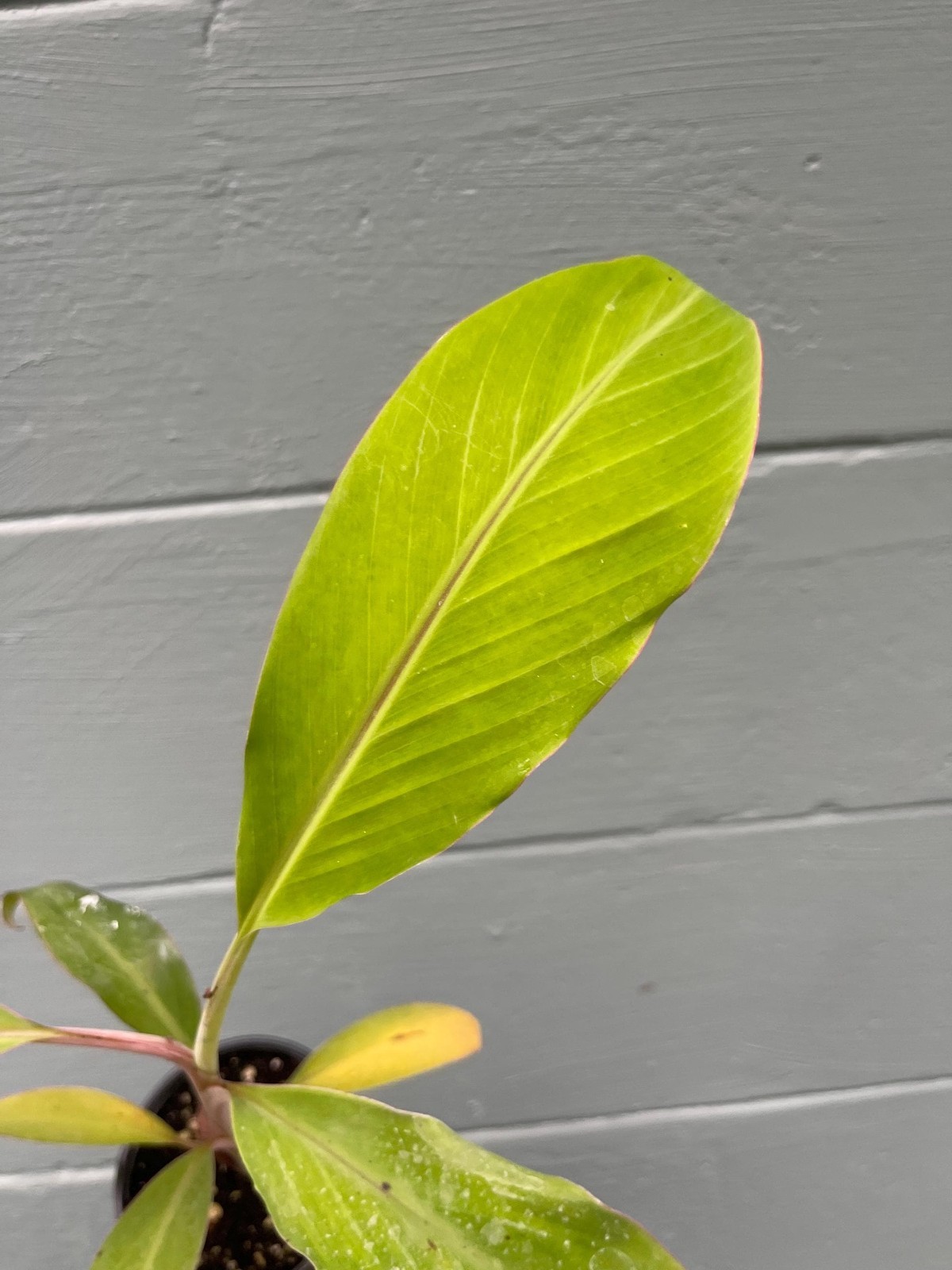 Dwarf Namwah Banana Plant Live Tropical Fruit Tree Musa Pisang Awak