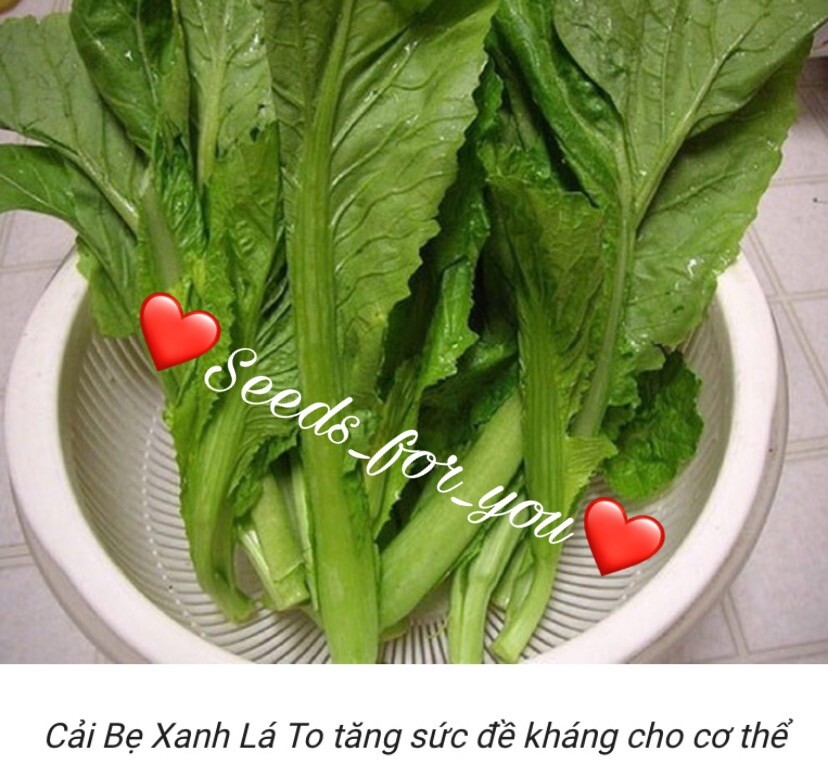 Hạt Giống Cải Bẹ Xanh Lá To 10000 Seeds- 20grams