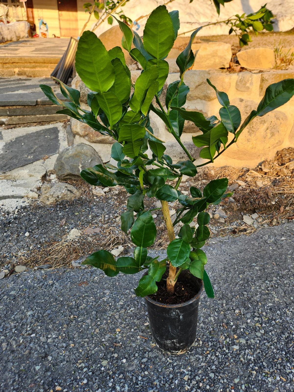Kaffir Lime Tree – 16″-24″ Tall – Mature Fruiting Plant