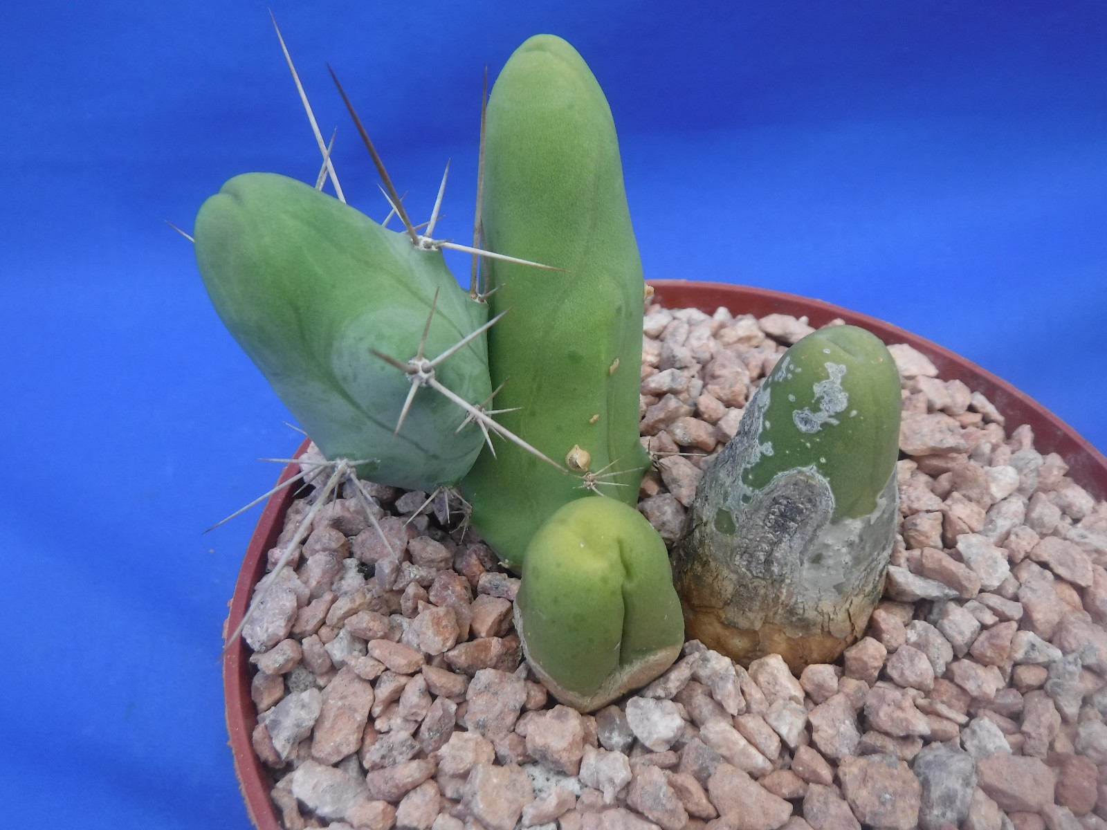 Rare Monstrose Cactus TBM 3″ Tall 3″ wide CLUMP Short Form 4 Segments! L6