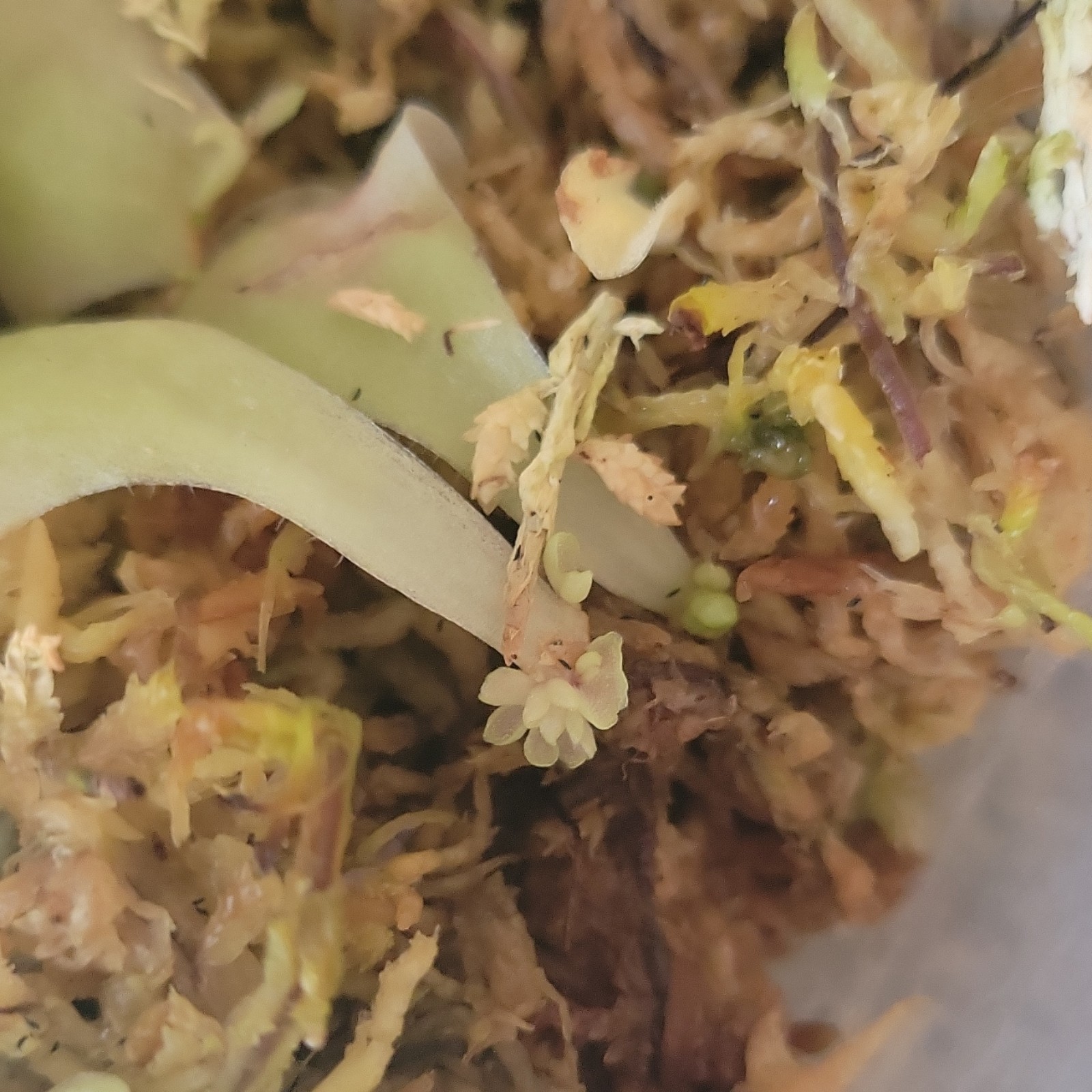 Pinguicula weser bare root