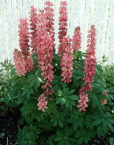 40+ Rose Colored Lupine Flower Seeds / Reseeding Annual / Lupinus