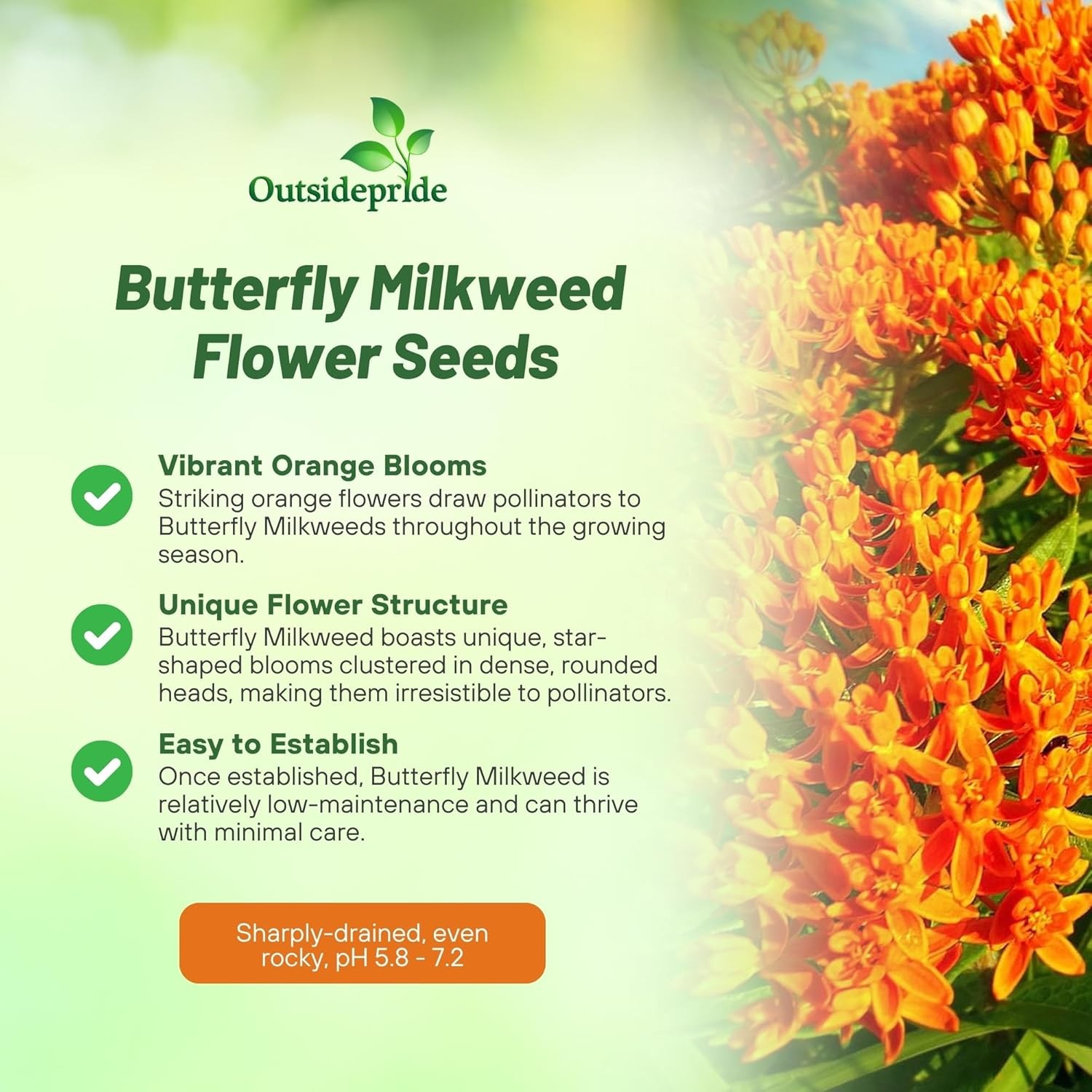 1000 Seeds Butterfly Weed Asclepsias Tuberosa Drought Tolerant Milkweed