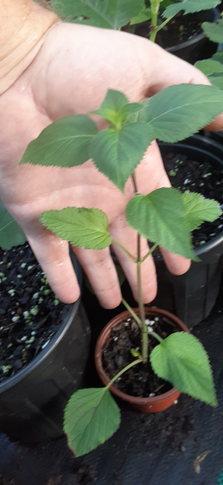 Amistad Salvia Live Starter- READ LISTING