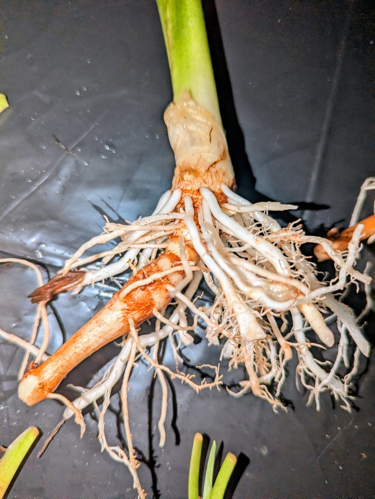 3 Live Elephant Ear Bulbs Sprouts Dwarf Compact Colocasia Tropical Patio Plant