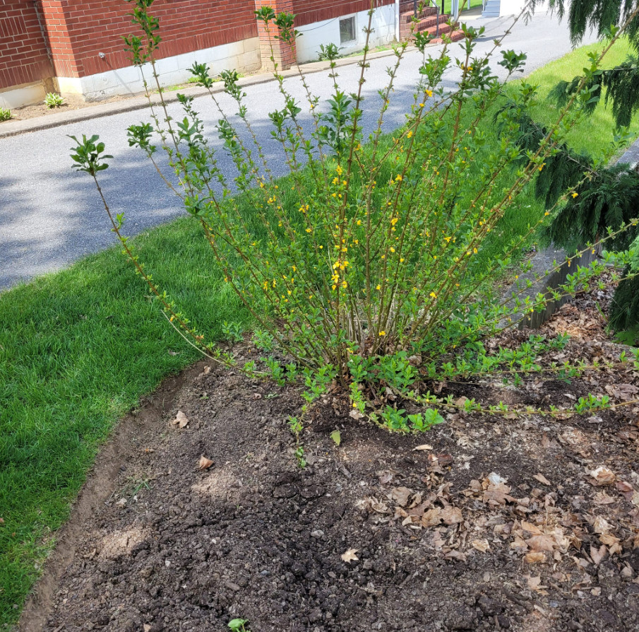 Live Forsythia Shrub – 2–3 Ft Tall – 1 Gallon Pot – Hardy Yellow Flowering Shrub