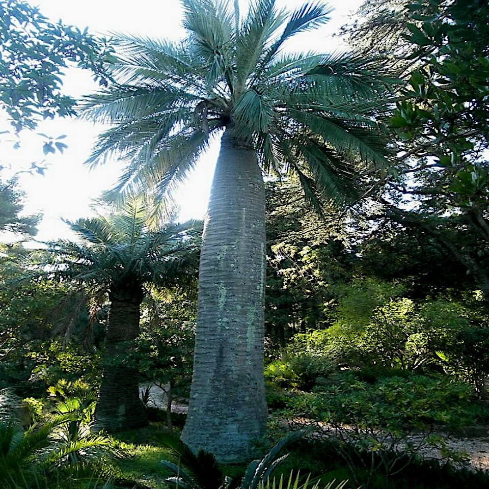 Chilean Wine Palm Tree Seeds (Jubaea chilensis) Largest Palm in World, Hardy-8