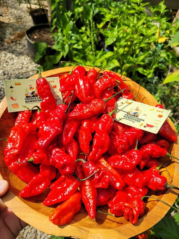 Leviathan Gnarly Scorpion Pepper 25 Seeds Red Chili Peppers 750,000+ Scoville