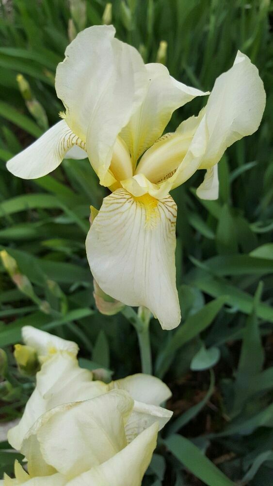 1 Early Light Yellow BEARDED IRIS Rhizome Rainbow Plant Spring Garden Flower Pot
