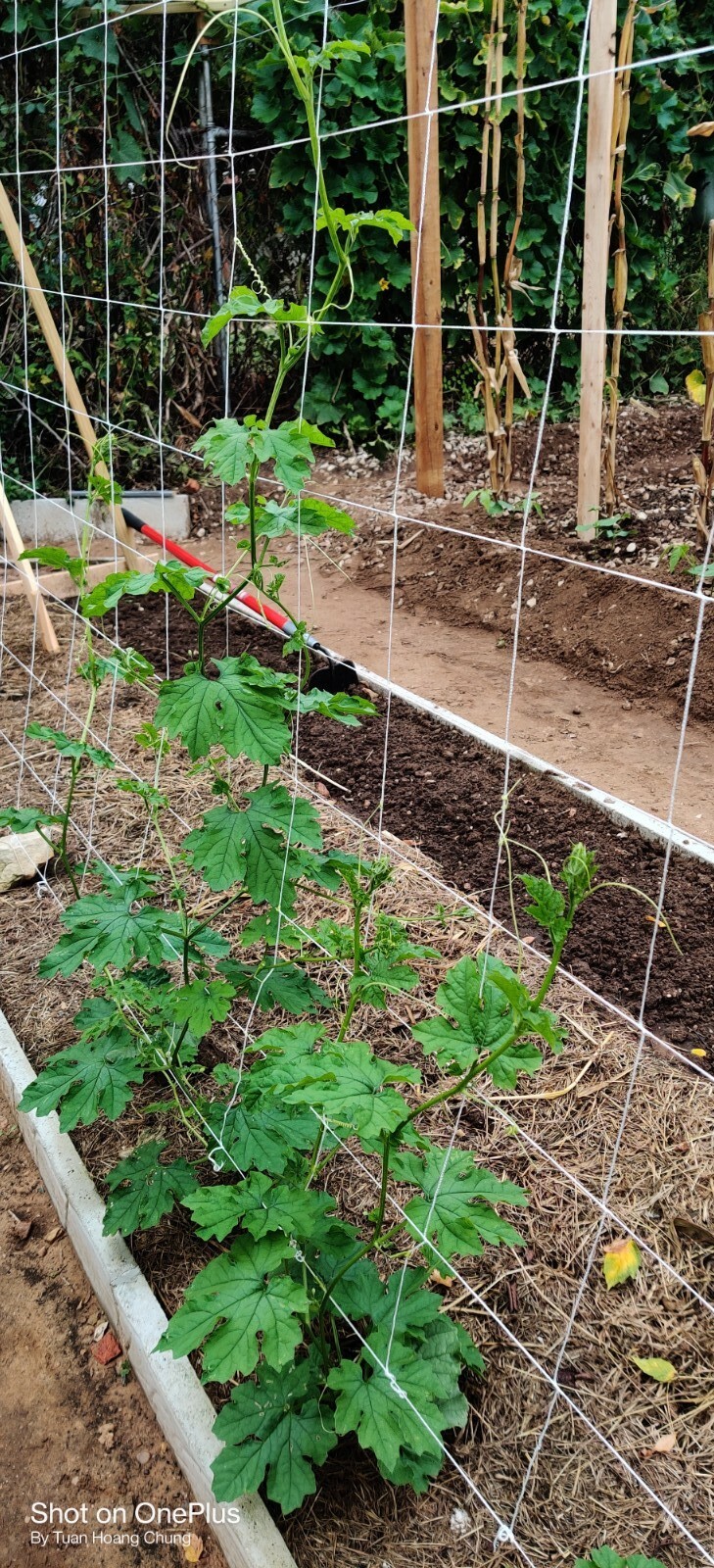 20 Bitter Melon Seeds / Khổ Qua,Mướp Đắng for 2023 season. US Seller