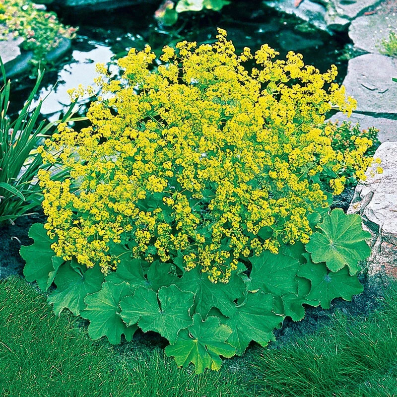 LADY’S MANTLE – ALCHEMILLA MOLLIS – 4 PLANTS – SEE DESCRIPTION – LOOK