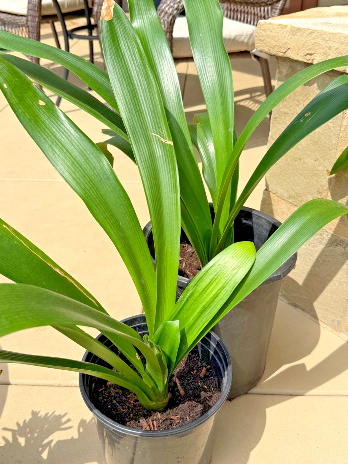 1 Large, Mature Yellow Clivia Miniata Bush Lily Plants, 10 -12 Leaves