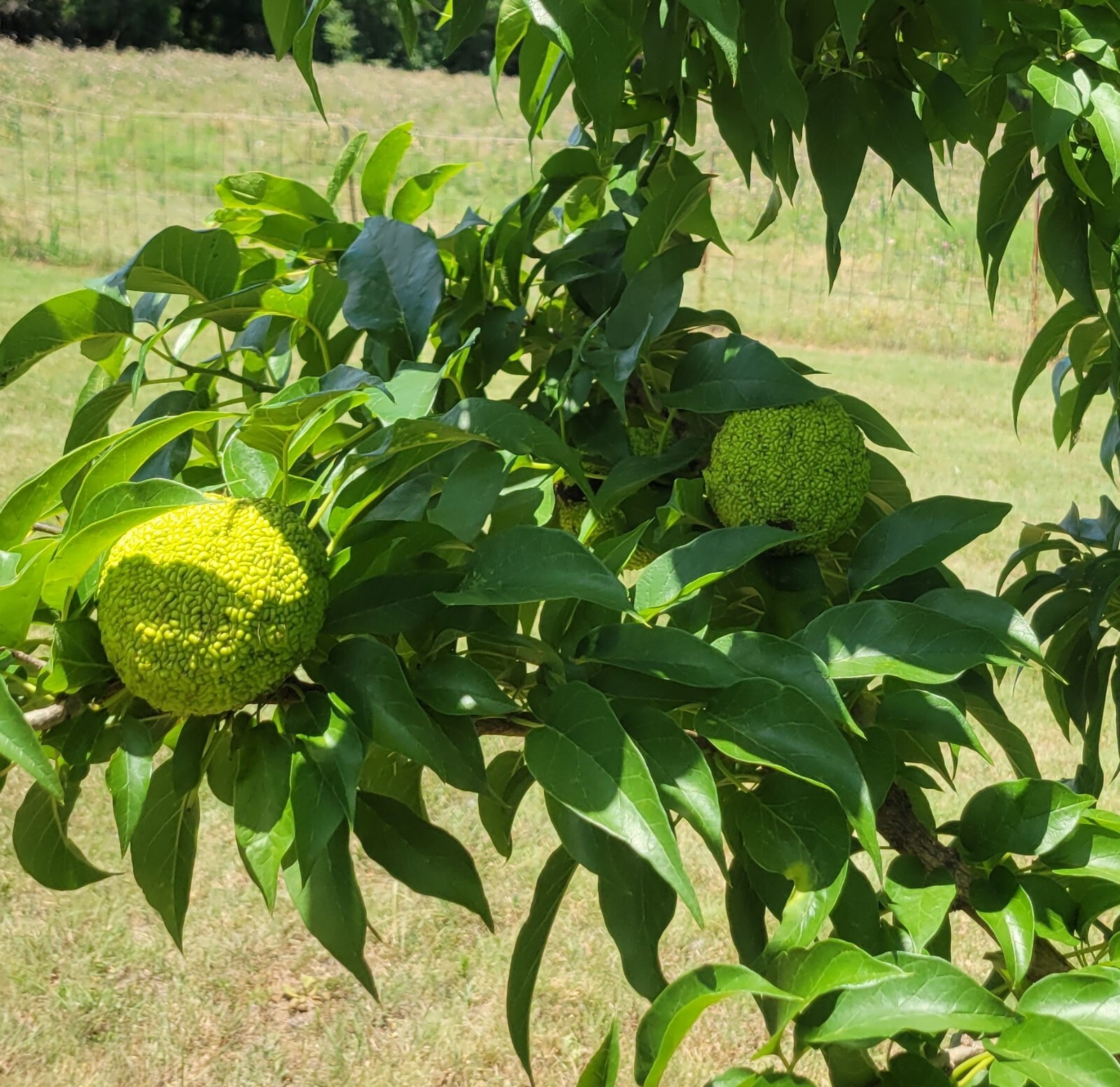 12 Farm Fresh Hedge Apple Osage Orange Horse Monkey Ball Maclura Pomifera Bois