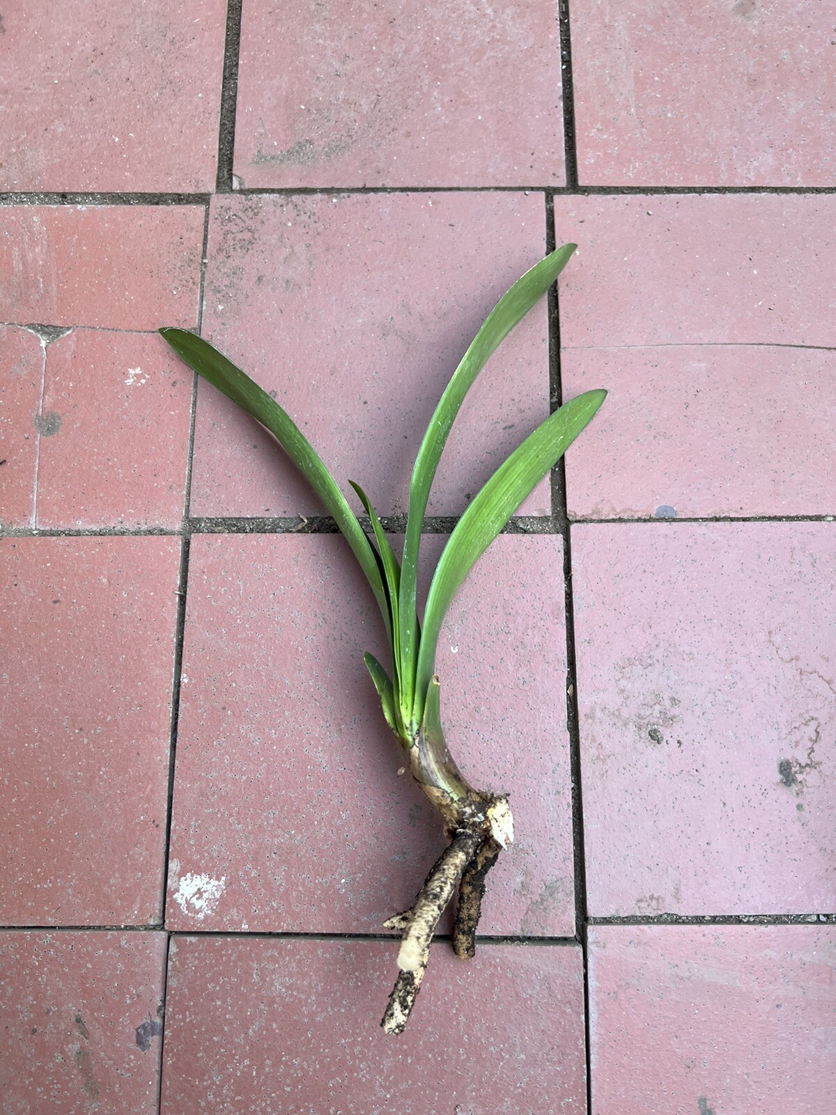 1 Clivia Miniata Bush Lily Bare Root Live Plant Orange Flowers Ready To Plant