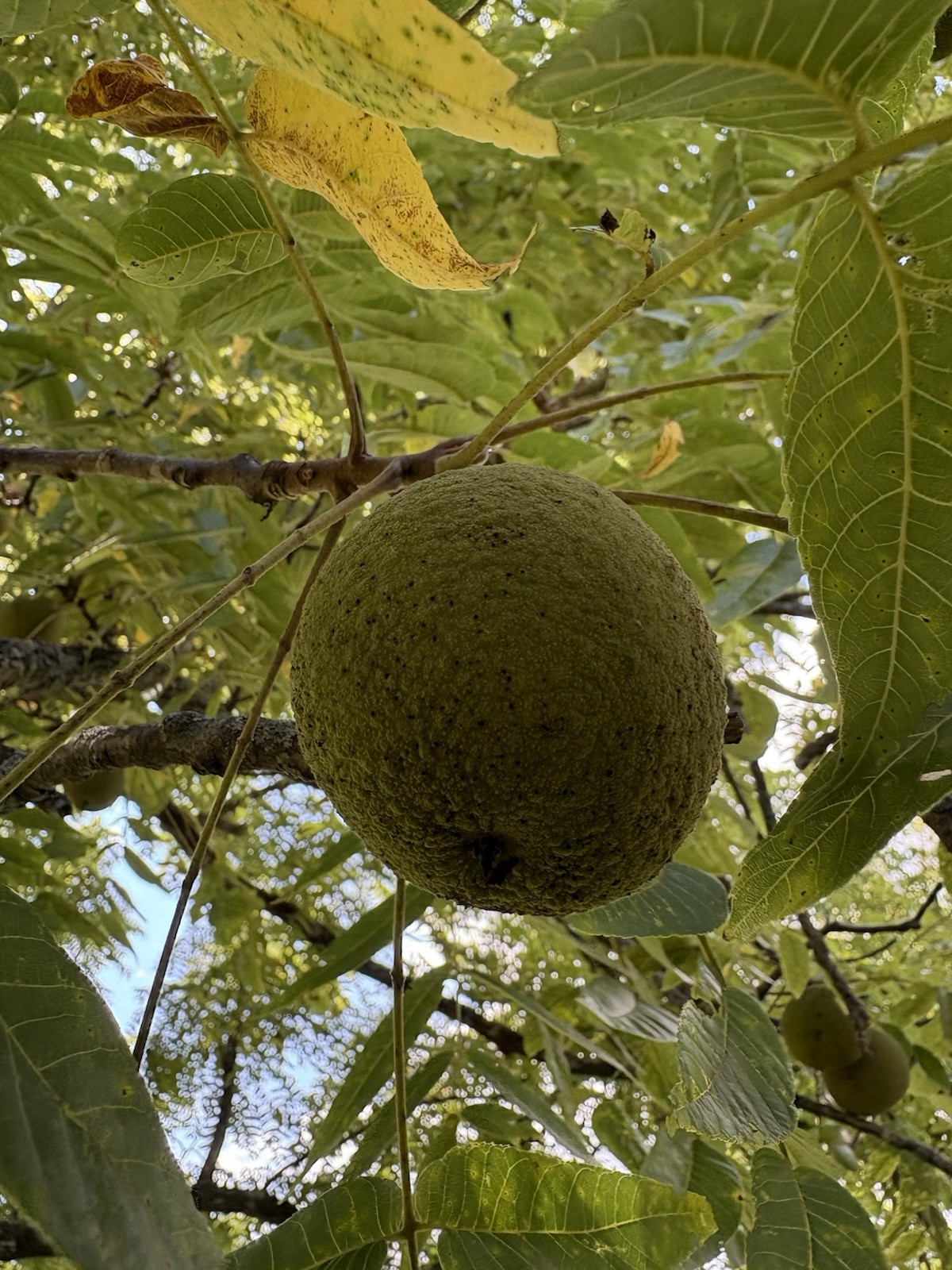 4 Black Walnut Tree Seeds for Planting Juglans nigra