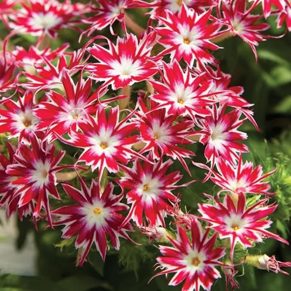 1508+ Creeping Mixed Phlox Seeds for Planting,Bright Perennial Creeping Phlox Se