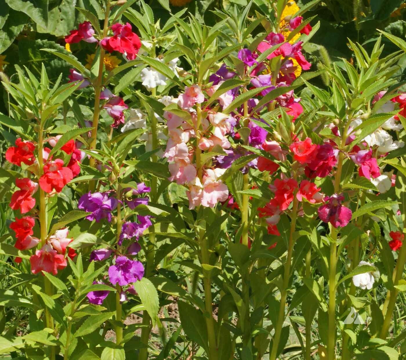 Balsam TOM THUMB MIX Impatiens Dwarf 12-16″ SHADE PART-SHADE Non-GMO 200 Seeds!