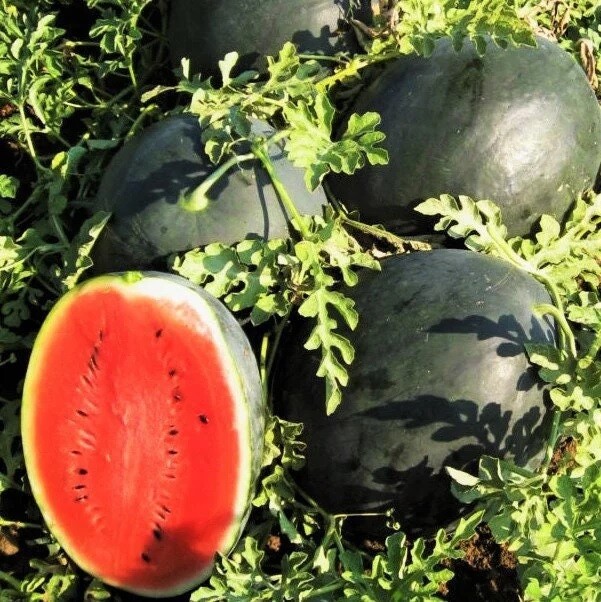 Black Diamond Watermelon 10 – 300 Seeds Tough rind! Large fruits! up to 125 lbs!