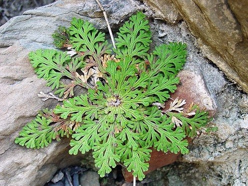 Rose of Jericho Resurrection Fern – Polypodium – 1 Count (Pack 1),