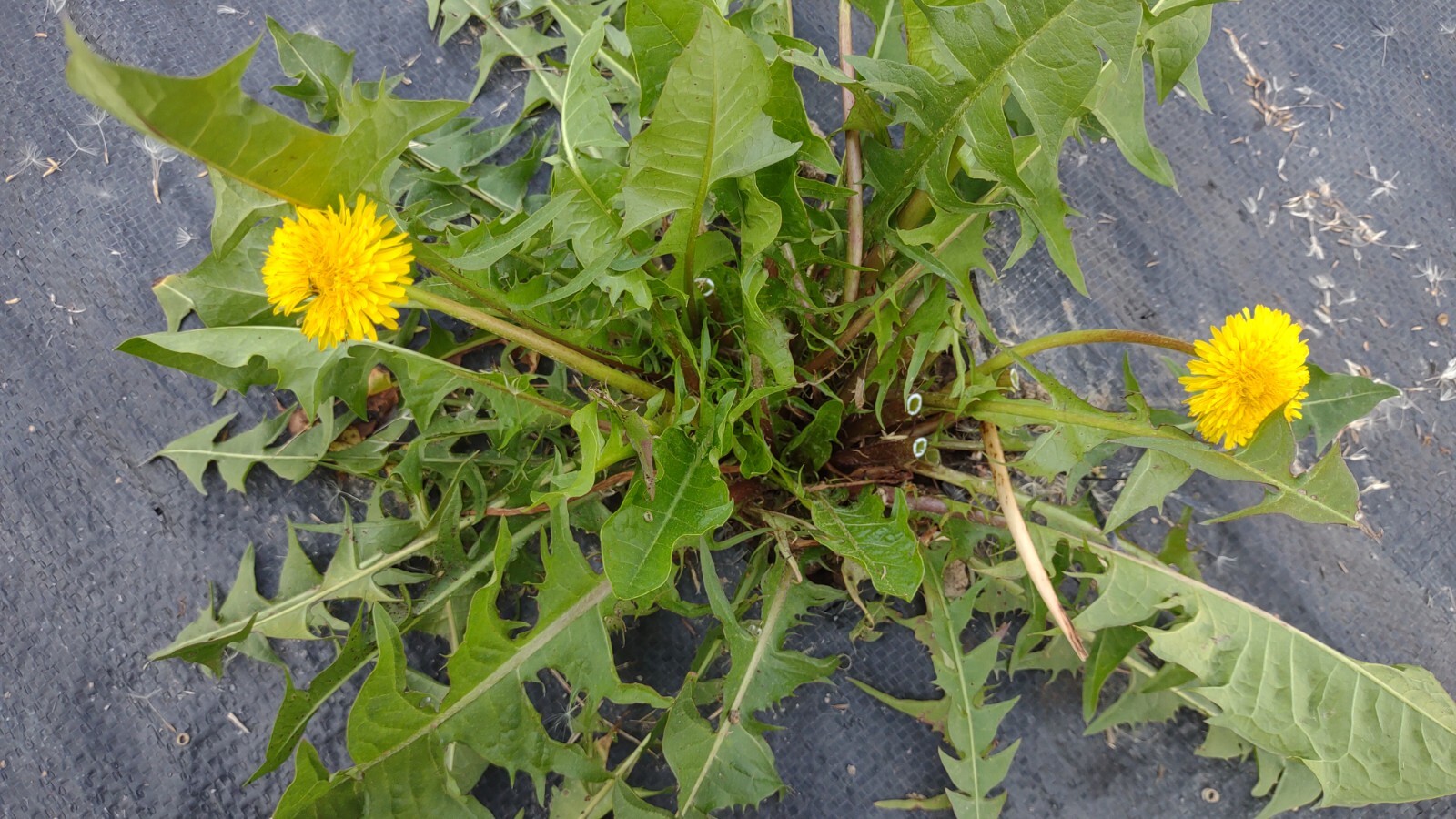 10+ Dandelion plants Wild Organic Non GMO Heirloom
