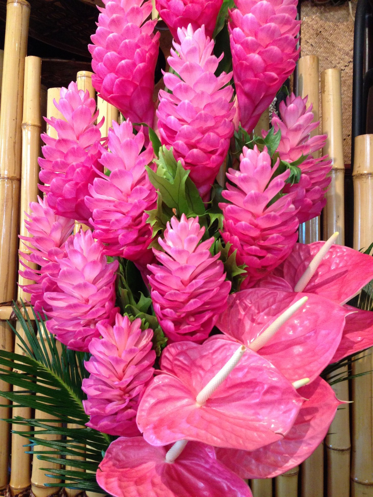 Pink Hawaiian Ginger Plant (Alpinia purpurata) Roots 2 Pack