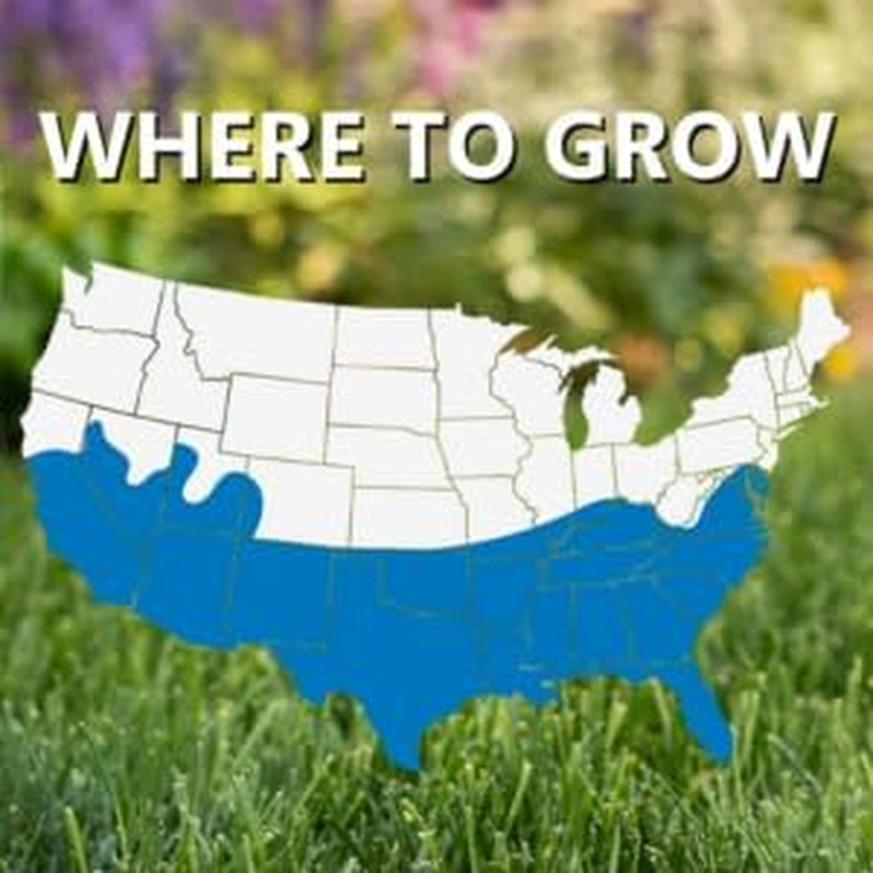Jonathan Green (10357) Blue Panther Southern Lawn Grass Seed – Warm Season Lawn