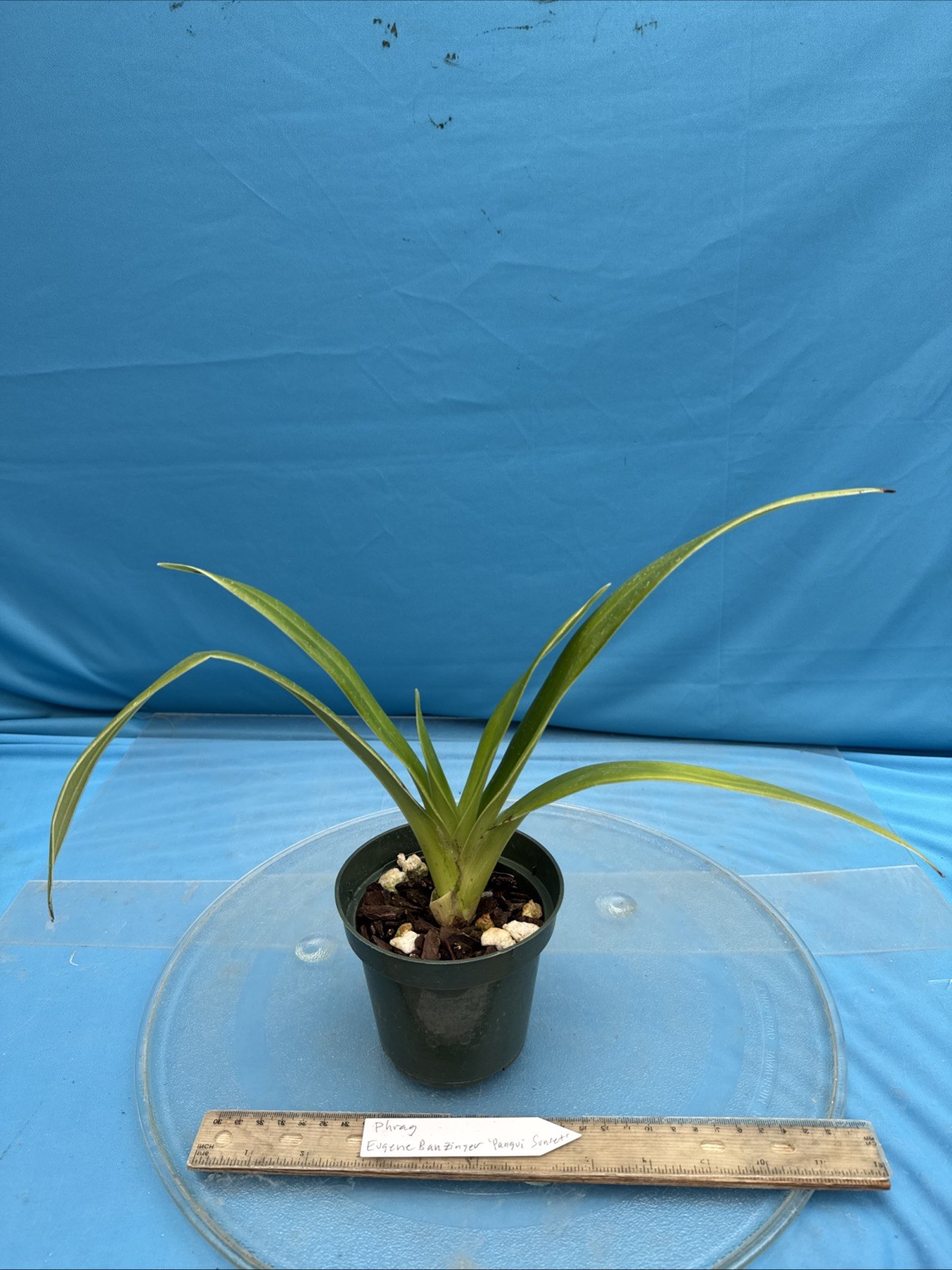 Phragmipedium Eugene Banzinger ‘Pangui Sunset’ Red Pink Orchid Hybrid 4” RePot