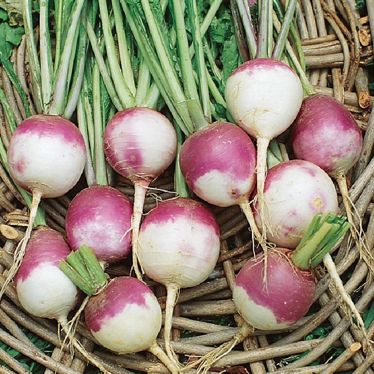 Premium Purple Top Turnip – 5000+ Organic, Heirloom Seeds