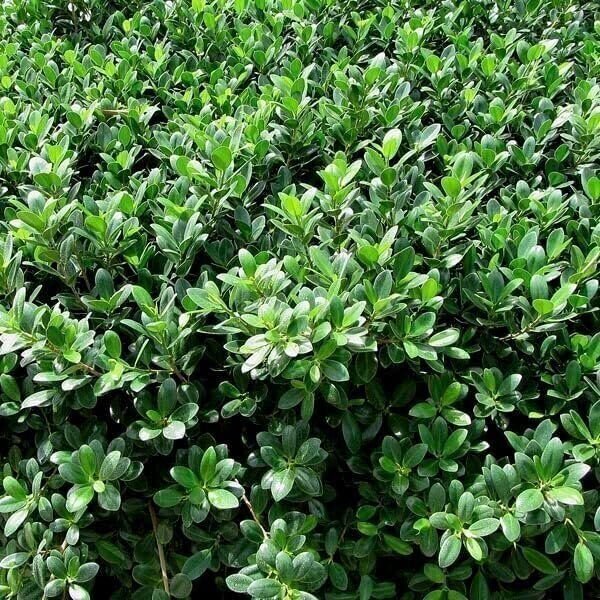 Green Island Ficus | Live Plants | Ficus Microcarpa | Lush Indoor/Outdoor…