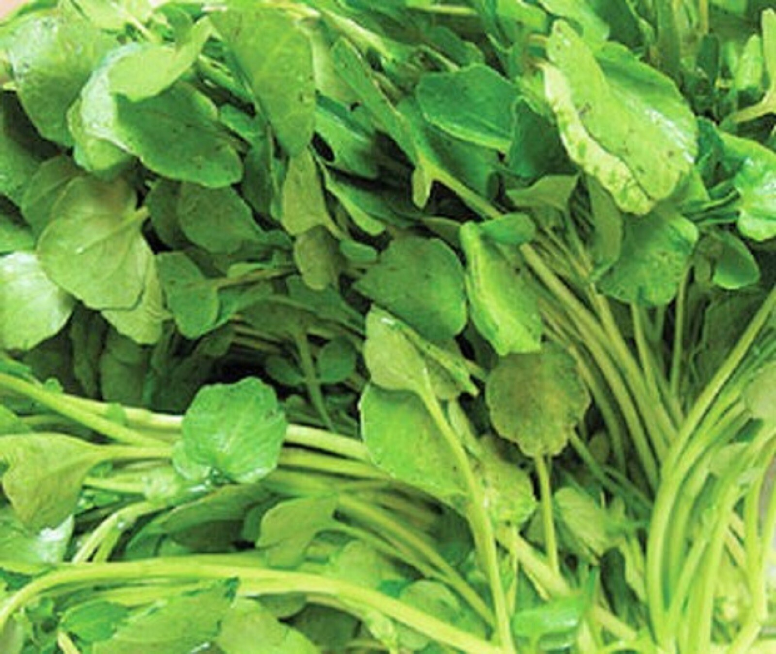 Upland Cress Seeds 500+ SEEDS NON-GMO –BUY 4 ITEMS FREE SHIPPING