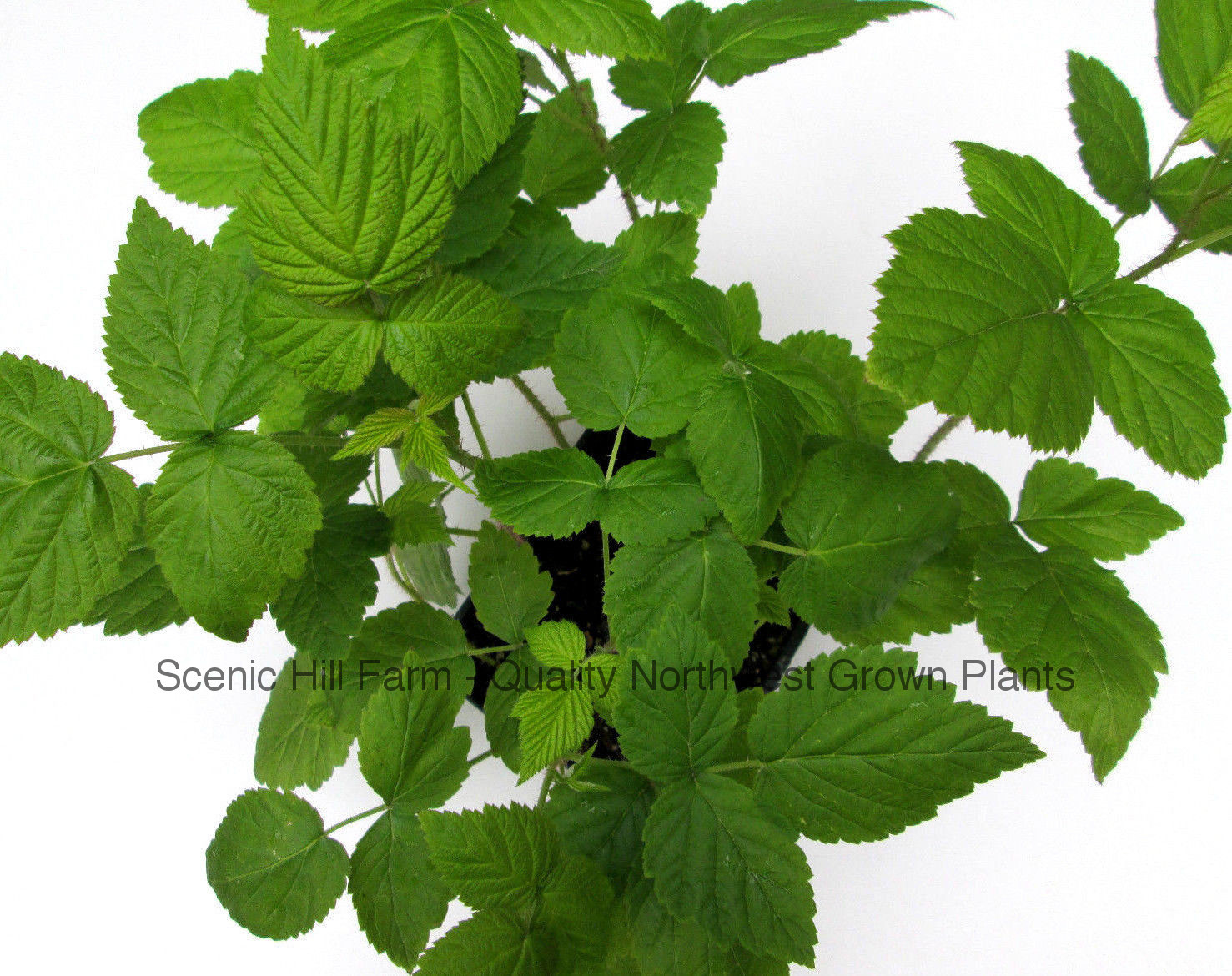 1 – 12 Heritage Raspberry Starter Plants – Ever Bearing – Dark Red Berries