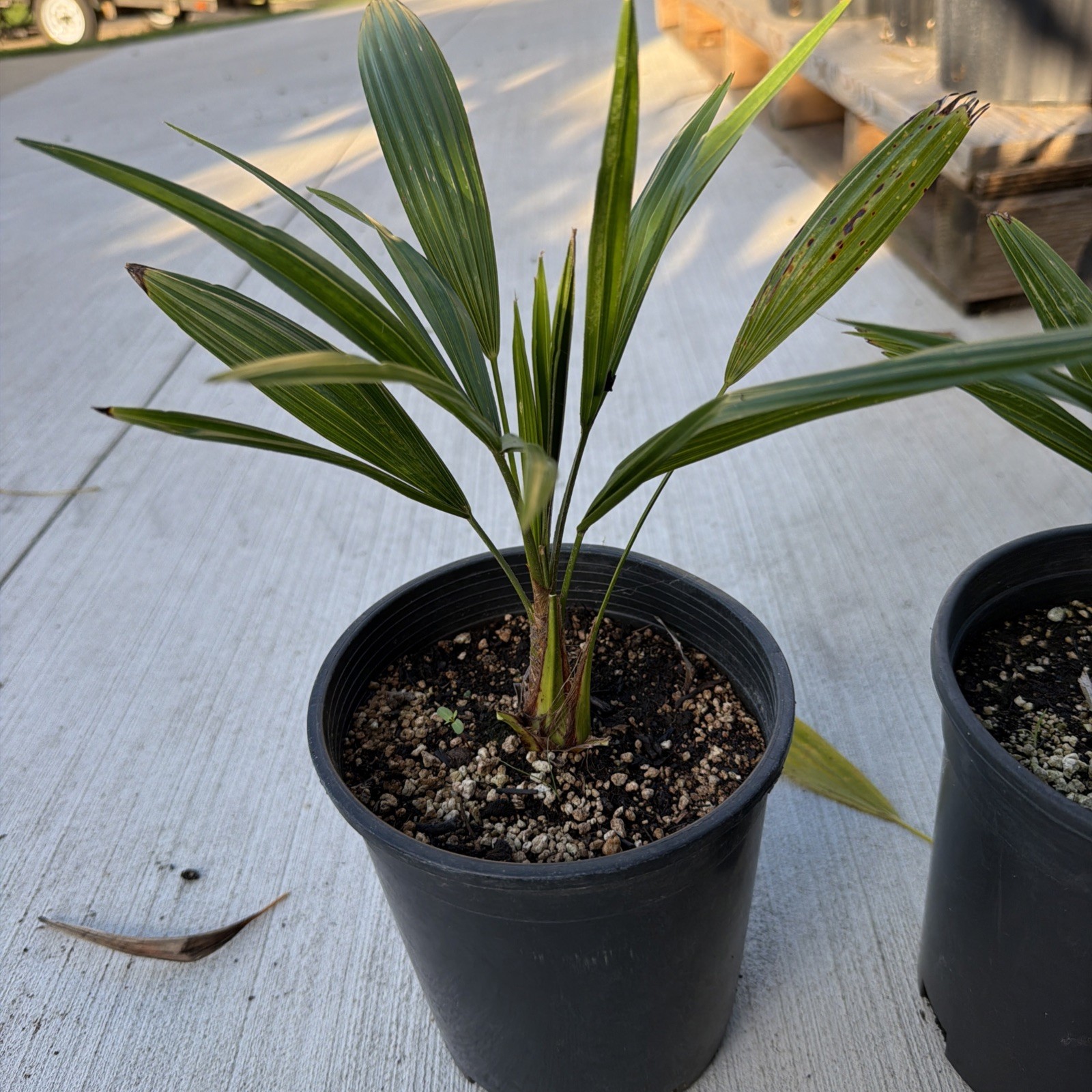 Windmill Palm 1 Gallon Pot 4 Pack
