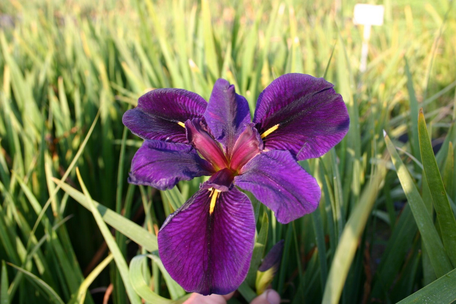 Live Black Gamecock Louisiana iris Winter Hardy Aquatic Marginal Pond/Bog Plant
