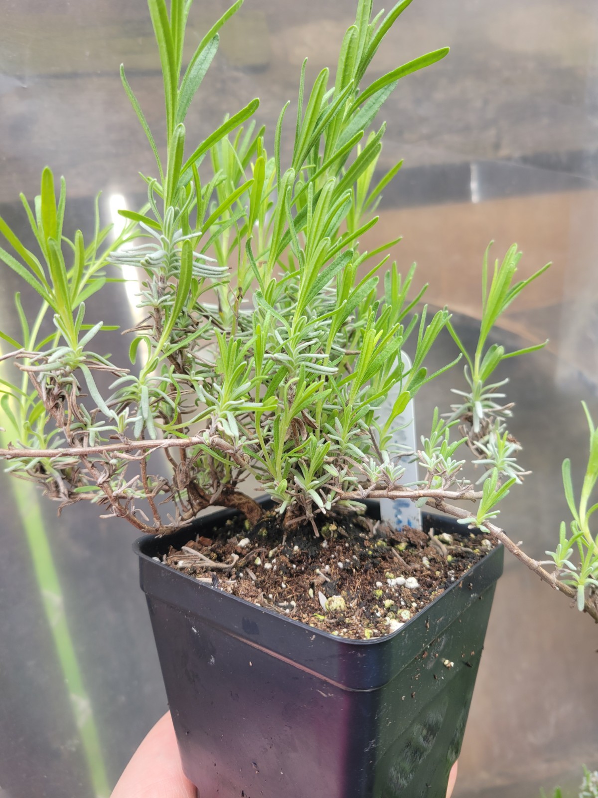 Ellagance Snow White Lavender Perennial Rooted Live Plant in 4″ pot
