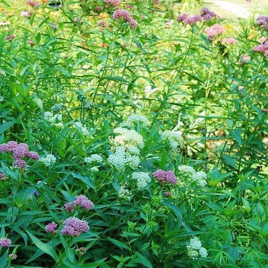 Milkweed SWAMP WHITE Asclepias Perennial Monarch Butterfly Host Plant 50 Seeds!