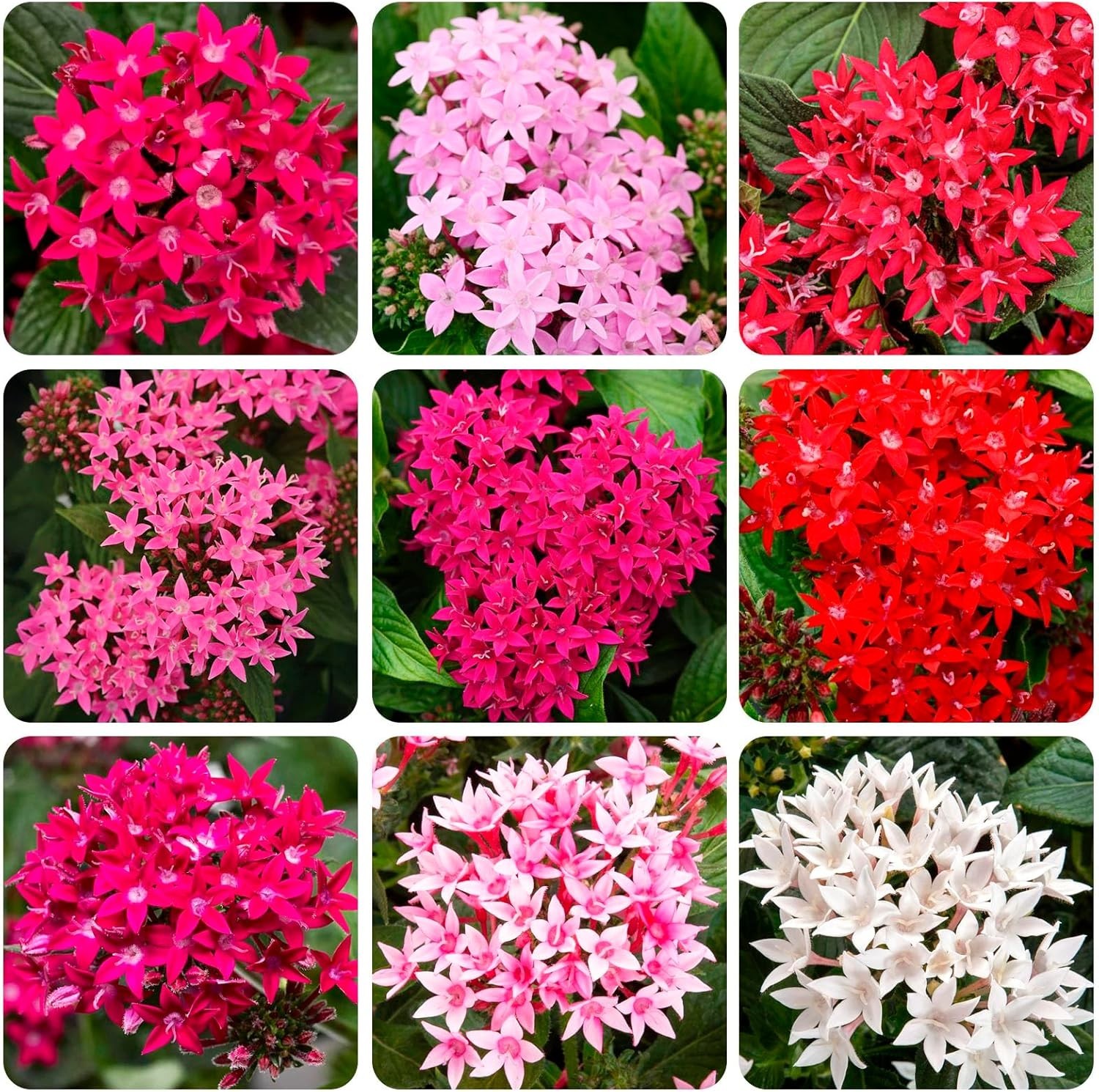 Pentas Lanceolata Seeds – 100+ High Germination Non-GMO Outdoor Flower Seeds