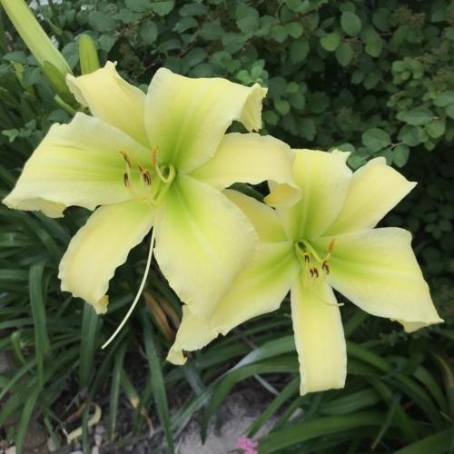 COOL BANANAS 2 fans Daylilies perennial return every year multiplying