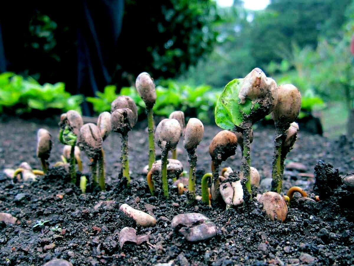 20 Coffea arabica Seeds Tropical EXOTIC Coffee Bean Indoor House Plant Tree RARE