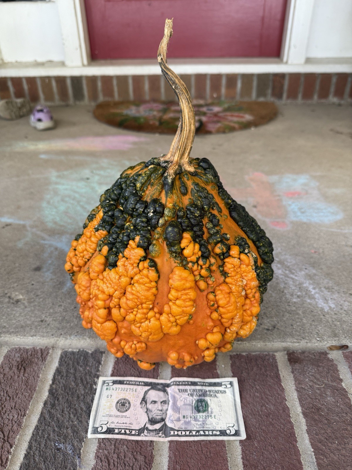 Seeds #2: Warty Orange and Green Gourd/Pumpkin. Exotic, unique seeds (10 count)