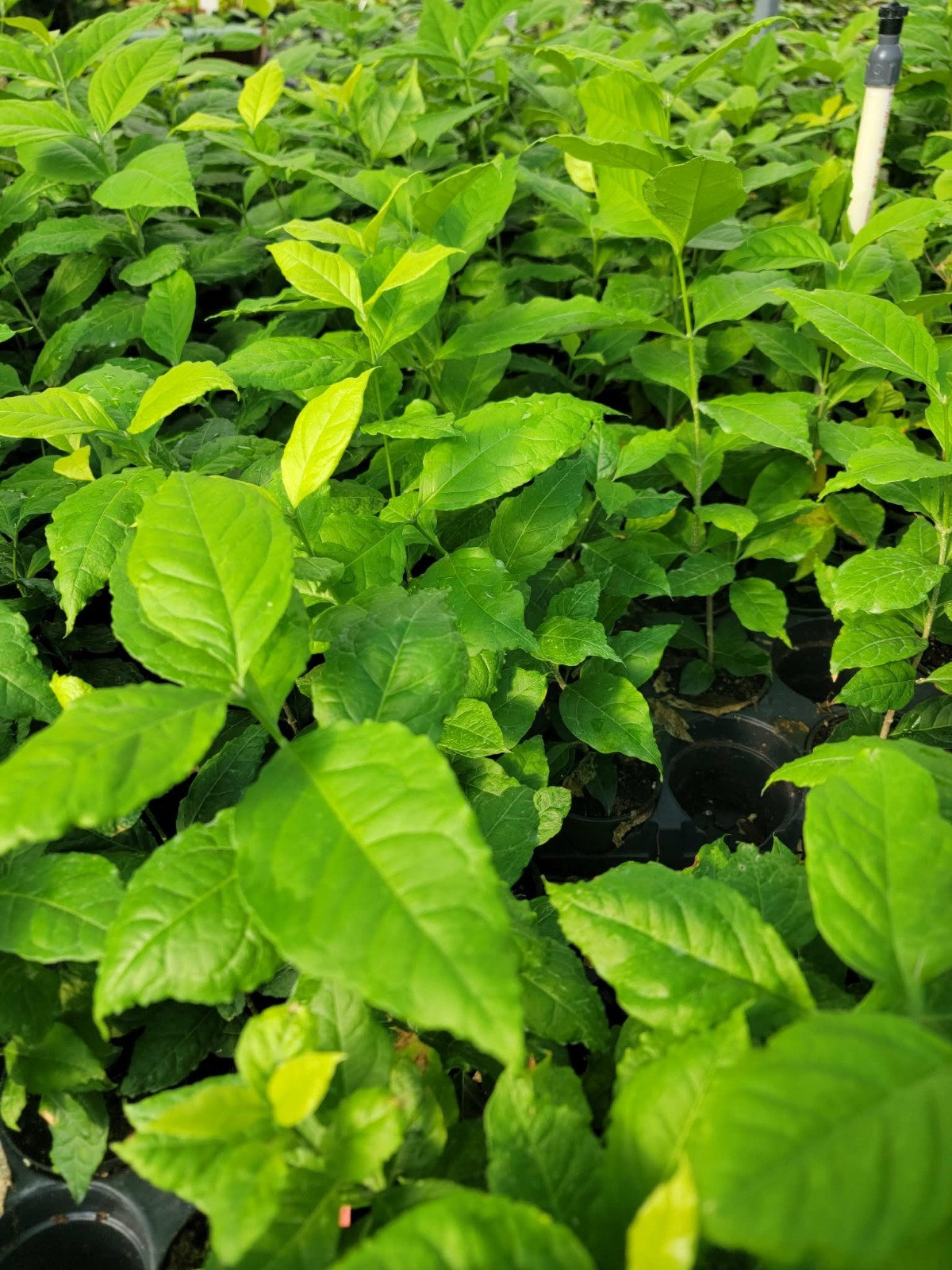 PEANUT BUTTER TREE/RARE FRUIT TREE (BUNCHOSIA GLANDULIFERA) 8-12 INCHES TALL