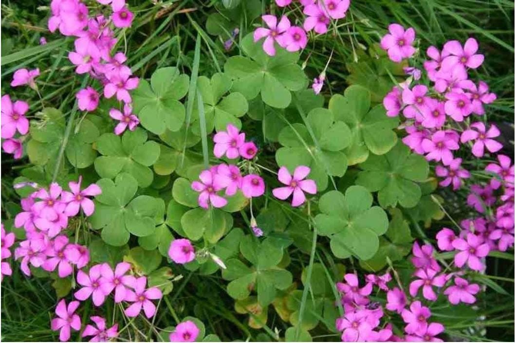 Oxalis “Articulata ssp Rubra” Shamrock/Wood Sorrel Bulb or Plant (You Choose)